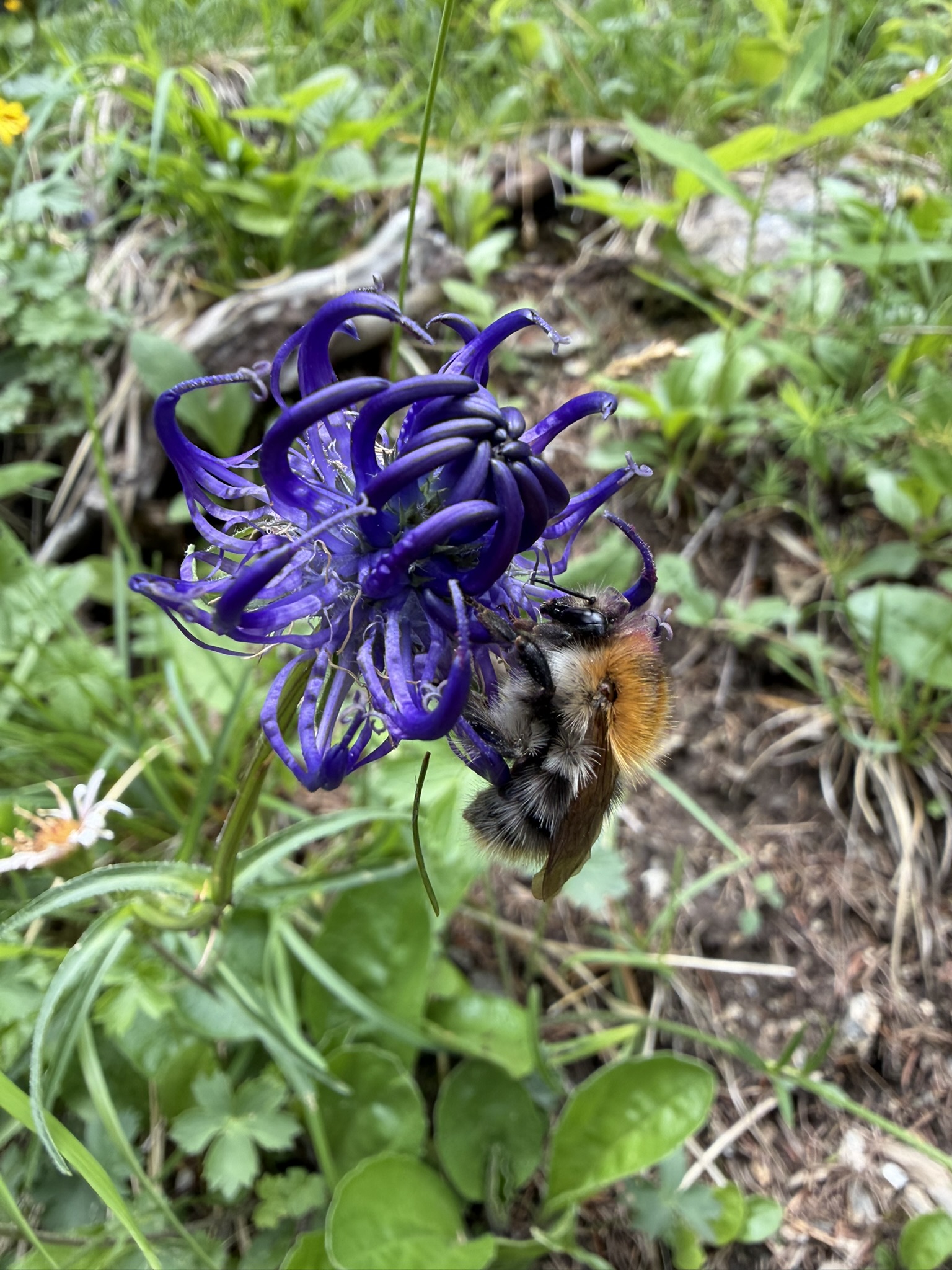 Wildflowers of the Tatras: A photo essay